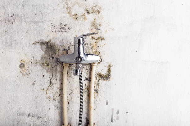 Best Insurance-Related Mold Remediation in Chapman, KS