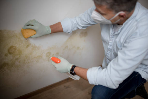 Best Residential Mold Remediation in Chapman, KS
