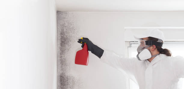 Best Kitchen Mold Remediation in Chapman, KS